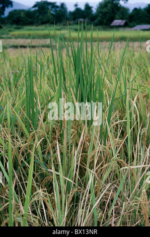 Bakanae disease (Gibberella fujikoroi) green, tall rice plants in a ripening crop, Thailand Stock Photo