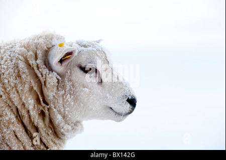 Texel sheep in snow. Stock Photo