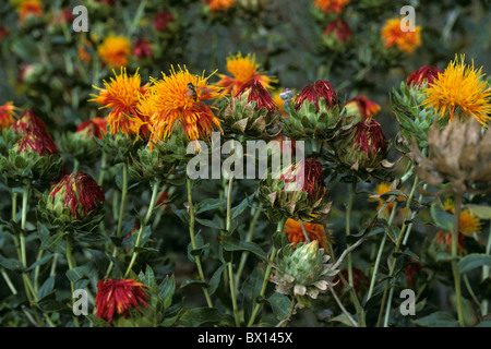 Safflower (Carthamus tinctorius) plants in flower & beginning to seed Stock Photo
