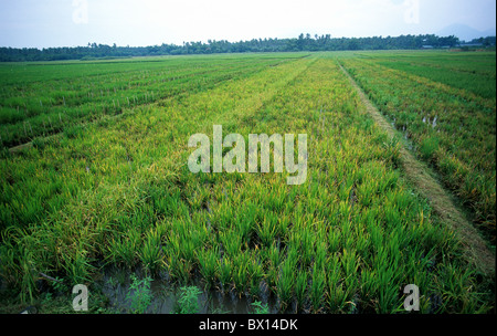 Rice crops in a variety trial variously affected by tungro virus, Philippines Stock Photo