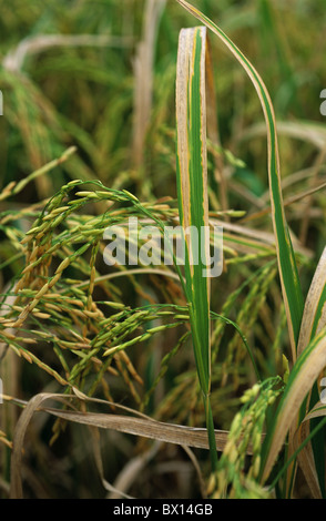 Bacterial blight Xanthomonas oryzae disease infection on rice plant ...