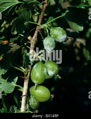 American powdery mildew (Podosphaera mors-uvae) infection on gooseberry fruit Stock Photo