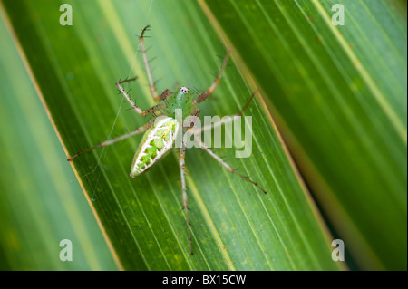 Green Lynx spider on a leaf in India Stock Photo