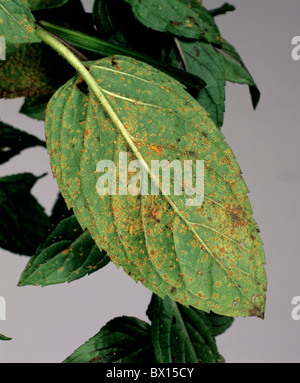 Mint rust (Puccinia menthae) on peppermint plant leaf Stock Photo