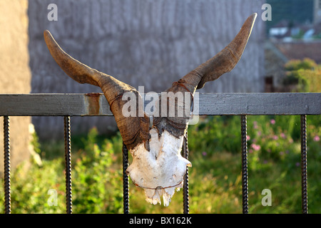 Goat horn fertility symbol metaphor tied on entrance fence door Stock Photo