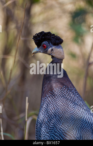 Portrait of a crested guineafowl (Guttera pucherani) in the bush. The photo was taken in Kruger National Park, South Africa. Stock Photo