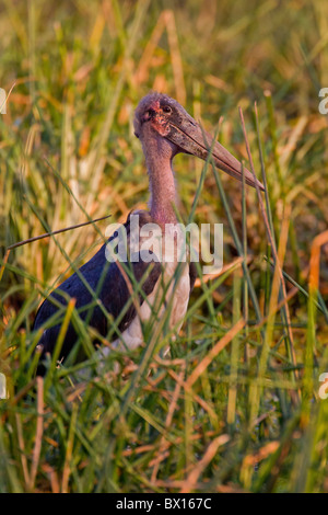 Portrait of a marabou stork (Leptoptilos crumeniferus) at a waterhole. The photo was taken in Kruger National Park, South Africa Stock Photo