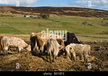 dh Beef cows CATTLE CAITHNESS Hill farming cows eating winter fodder Caithness farmland uk foraging animal Stock Photo