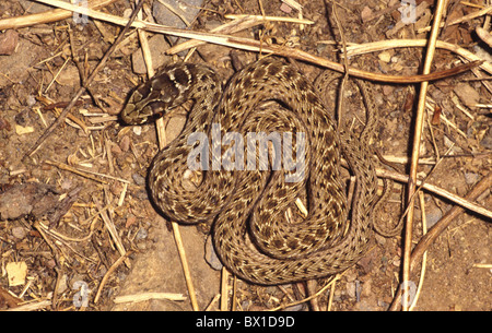 Young Montpellier Snake. Malpolon monspessulanus  spain Stock Photo