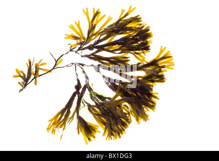 Toothed wrack (Fucus serratus) Stock Photo