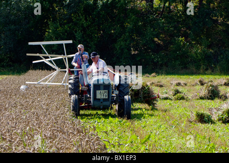 Old working Ferguson tractor harvesting. Stock Photo