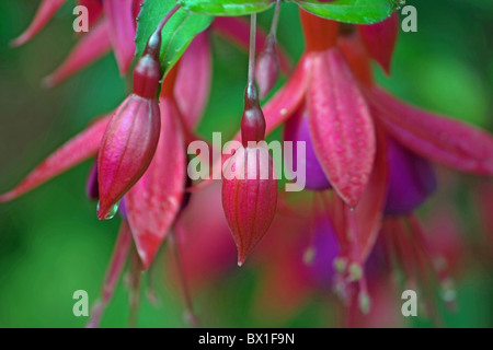 Hardy fuchsia - magellanica Stock Photo