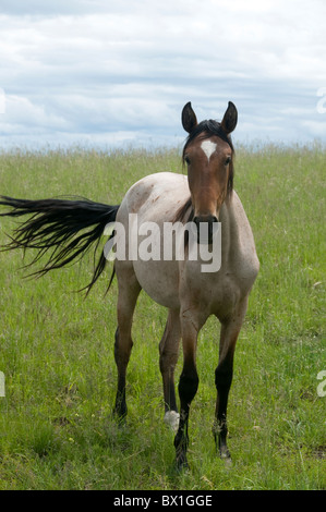 Young Lusitano mare poses for a photo on a ranch in Oregon. These horses have been bred for intelligence for centuries. Stock Photo
