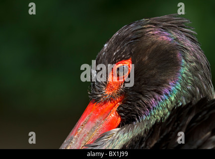 Portrait of a Black Stork - Ciconia nigra Stock Photo