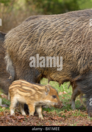 Wild boar with young animal - Sus scrofa Stock Photo