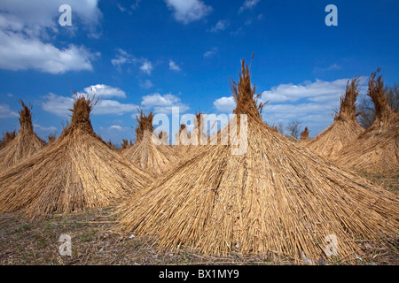 Common Reed (Phragmites australis / Phragmites communis) harvested bundles drying at Neusiedler Lake, Austria Stock Photo