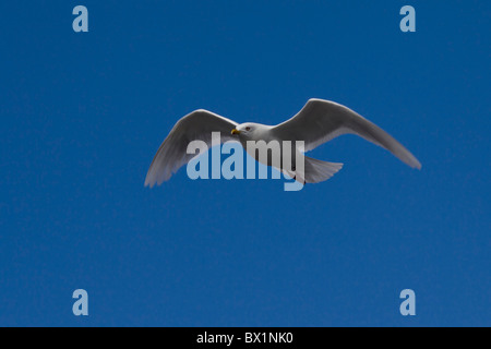 Glaucous gull (Larus hyperboreus) in flight, West-Greenland, Greenland Stock Photo