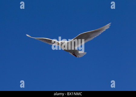 Glaucous gull (Larus hyperboreus) in flight, West-Greenland, Greenland Stock Photo