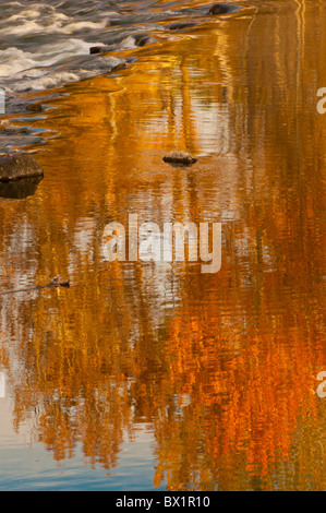 USA, Idaho, Boise, Fall colors reflecting autumn trees in the Boise River, Boise River Greenbelt. Stock Photo
