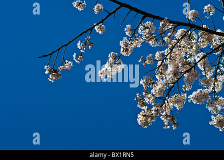 Tree blooming Manchester UK Stock Photo