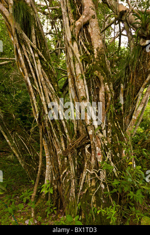 SOBERANIA NATIONAL PARK, PANAMA - Rainforest Discovery Center at Pipeline Road. Stock Photo