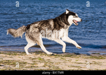 husky running on the beach Stock Photo