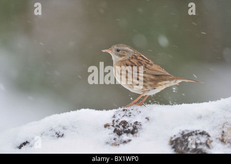 Dunnock accentor - Hedge accentor - Hedge-sparrow (Prunella modularis) looking for food in snow in winter Stock Photo