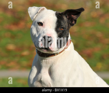 American XL bully Stock Photo