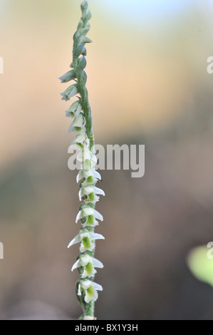 Autumn Lady's tresses (Spiranthes spiralis - Spiranthes autumnalis) blooming in autumn - Vaucluse - Provence - France Stock Photo