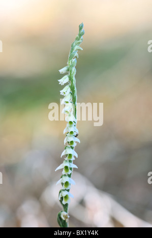 Autumn Lady's tresses (Spiranthes spiralis - Spiranthes autumnalis) blooming in autumn - Vaucluse - Provence - France Stock Photo
