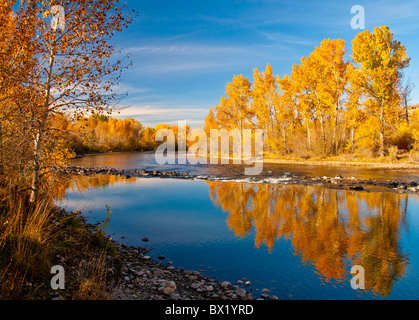 USA, Idaho, City of Boise, Scenic view of Cottonwood trees reflecting fall colors in the Boise River, Boise River Greenbelt Stock Photo