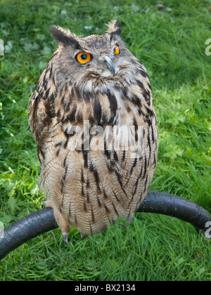 Eagle Owl on display at the Annual August Festival in Burnley in Lancashire Stock Photo