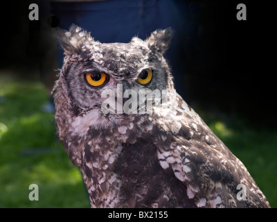Eagle Owl on display at the Annual August Festival in Burnley in Lancashire Stock Photo