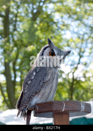 Owl on display at the Annual August Festival in Burnley in Lancashire Stock Photo