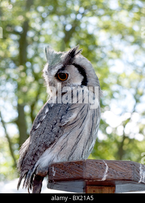 Owl on display at the Annual August Festival in Burnley in Lancashire Stock Photo