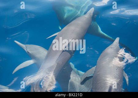 Central American Spinner Dolphin group (Stenella longirostris centroamericana). Stock Photo