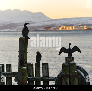 Great Cormorants, Phalacrocorax carbo, in Tromso, North Norway Stock Photo