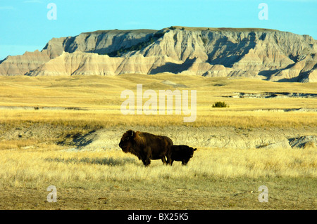 American bison bison bison young animal dam cow calf scenery landscape prairie plains Sage Creek Wilderness Stock Photo