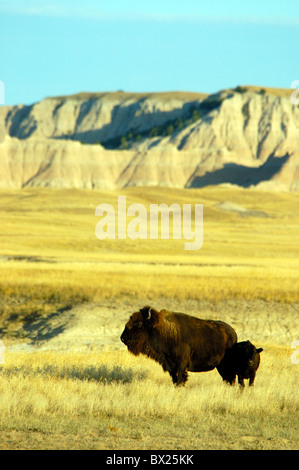 American bison bison bison young animal dam cow calf scenery landscape prairie plains Sage Creek Wilderness Stock Photo