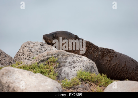 Galapagos Sea Lion (Zalophus californianus wollebacki) a very cute and hungry little pup on South Plaza Island, Galapagos. Stock Photo