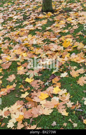 Fallen leaves from a maple tree in sunlight. autumn maple leaves on the ...