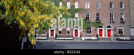 Dublin,Co Dublin,Ireland;Laburnum Trees In Fitzwilliam Square Stock Photo