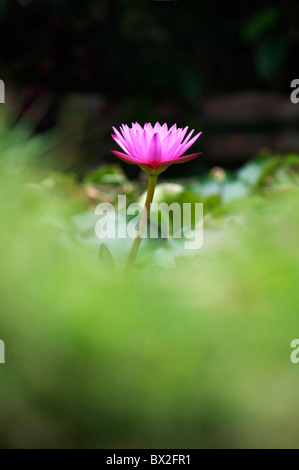 Nymphaea. Tropical waterlily flower in a pond in India. Shallow Depth of field Stock Photo