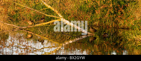 Landscape Autumn Fall shot of tree fallen in water with mallard ducks sitting perched on it and leafy reflections in water Stock Photo