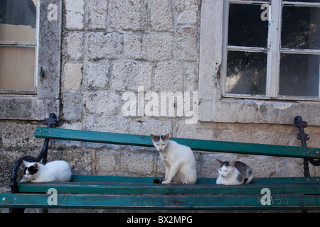 Cats on a bench in Kotor, Montenegro Stock Photo