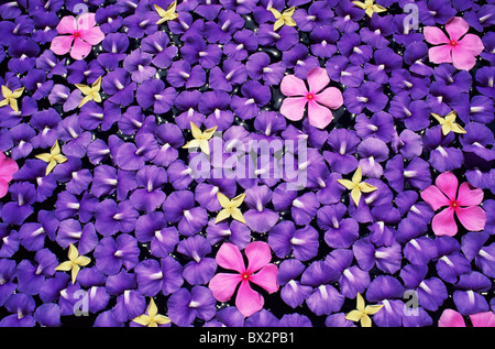 Asia Thailand Coloured Petals Flowers Floral Display Purple Flowers Petals Holiday Travel Stock Photo