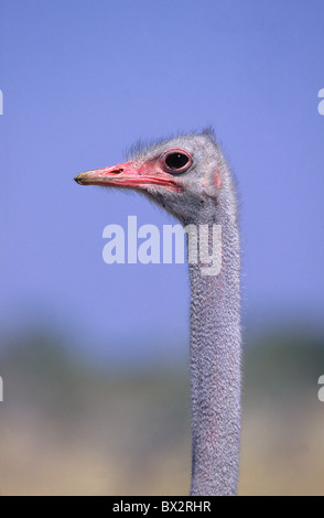 Africa animal animals Bunch Struthio camelus Etosha national park format high Namibia Africa national on Stock Photo