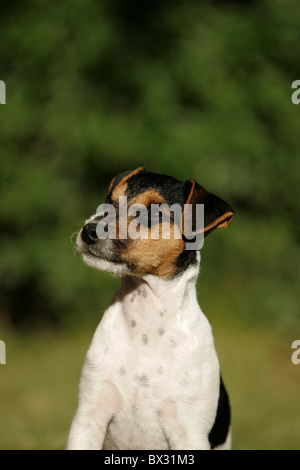 Jack Russell Terrier Puppy Stock Photo