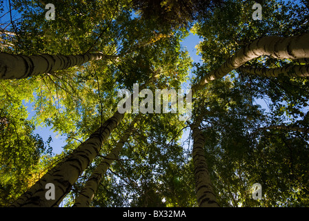 Worm's eye view of birch trees in Hemu, Northern Xinjiang, China Stock Photo