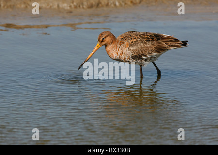 black-tailed godwit - standing in water / Limosa limosa Stock Photo